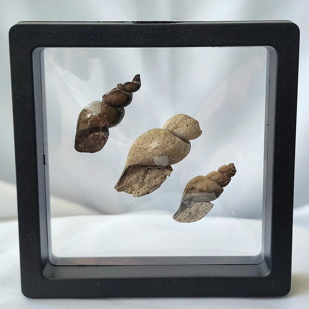 Fossilized Sea Snails Displayed in Shadow Box Natural‎ History Specimen